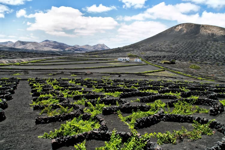 Wine Region